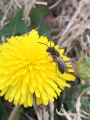 Melandrena