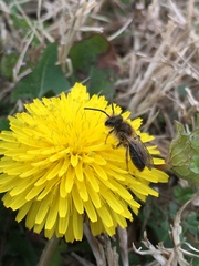 Melandrena