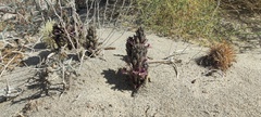 Aphyllon cooperi cooperi