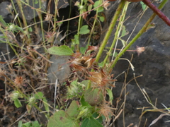 Hibiscus hispidissimus