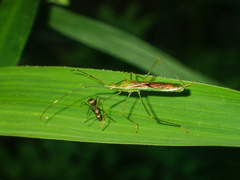 Leptocorisa