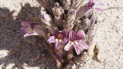 Aphyllon cooperi cooperi
