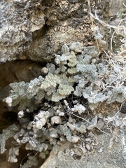 Myriopteris parryi