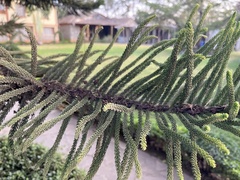 Araucaria