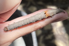 Catocala ultronia