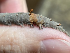 Catocala ultronia