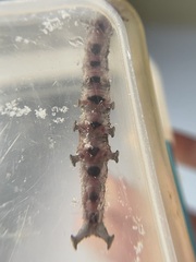 Catocala ultronia