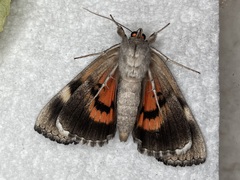 Catocala ultronia