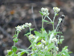 Pseudognaphalium biolettii