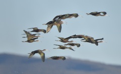 Plegadis chihi
