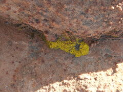 Acarosporaceae