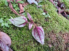 Tripterospermum taiwanense