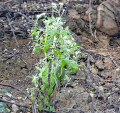 Pseudognaphalium biolettii