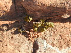 Acarosporaceae