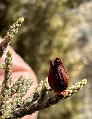 Walshomyia juniperina