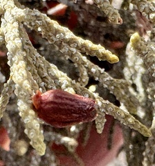 Walshomyia juniperina