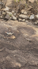 Oplurus grandidieri