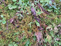 Hypnum plumaeforme