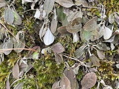 Antennaria plantaginifolia