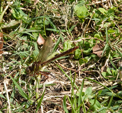 Phanogomphus cavillaris