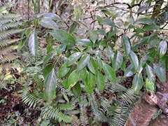 Meliosma squamulata