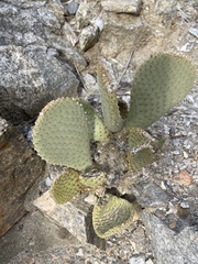 Opuntia basilaris