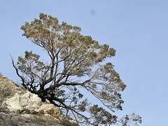 Peucephyllum schottii