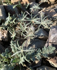 Lupinus sparsiflorus