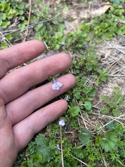 Mazus pumilus