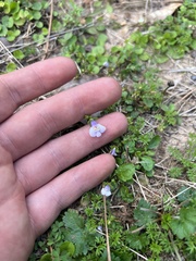 Mazus pumilus