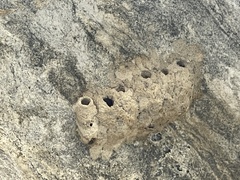 Sceliphron caementarium