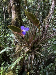 Wallisia cyanea