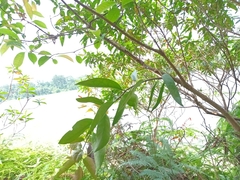 Dendrophthoe pentandra