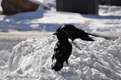 Corvus corax