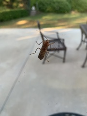 Pacificanthia consors