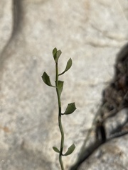 Baccharis sergiloides
