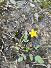Ranunculus fascicularis