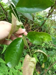 Dendrophthoe pentandra