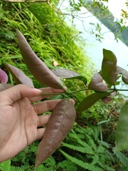 Dendrophthoe pentandra