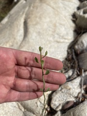 Baccharis sergiloides