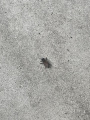 Apis mellifera