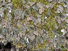 Antennaria plantaginifolia