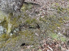 Antennaria plantaginifolia