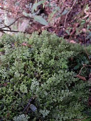 Hymenophyllum denticulatum