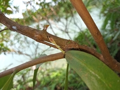 Dendrophthoe pentandra