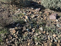 Lupinus sparsiflorus
