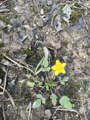 Ranunculus fascicularis