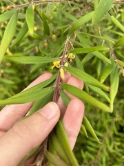 Persoonia mollis