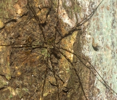 Neopantopsalis pentheter
