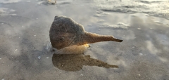 Buccinoidea